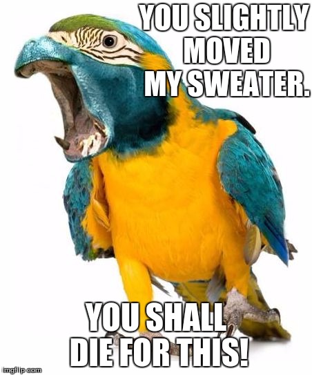 Overreacting Parrotpotomas  | YOU SLIGHTLY MOVED MY SWEATER. YOU SHALL DIE FOR THIS! | image tagged in overreacting parrotpotomas | made w/ Imgflip meme maker