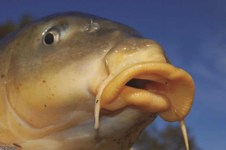 Carp | . | image tagged in carp | made w/ Imgflip meme maker