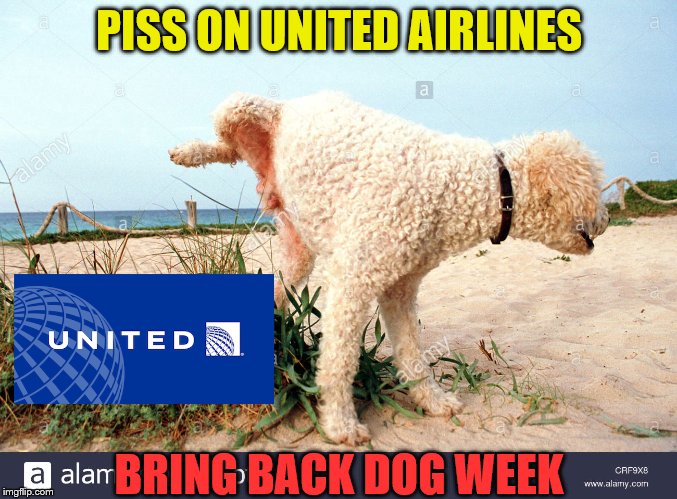 Can we let it go already | PISS ON UNITED AIRLINES; BRING BACK DOG WEEK | image tagged in dog week,united,memes | made w/ Imgflip meme maker