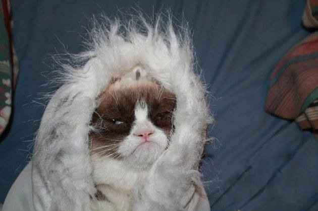 All Memes. grumpy cat winter. 