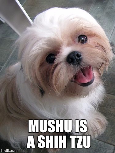 MUSHU IS A SHIH TZU | made w/ Imgflip meme maker