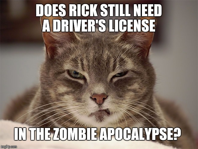 Sarcasm Cat | DOES RICK STILL NEED A DRIVER'S LICENSE IN THE ZOMBIE APOCALYPSE? | image tagged in sarcasm cat | made w/ Imgflip meme maker