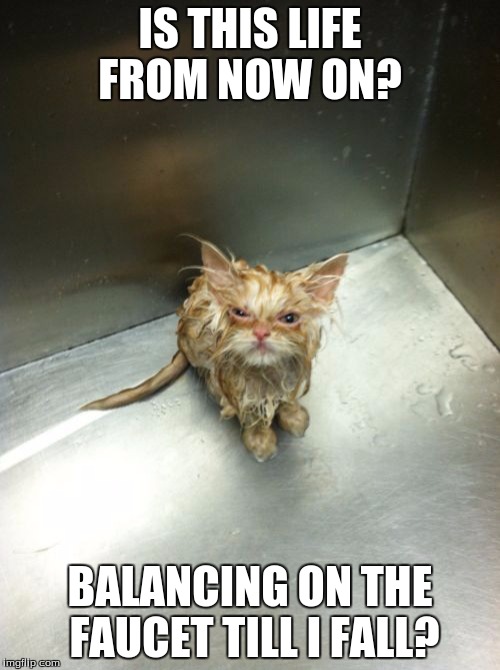 Kill You Cat Meme | IS THIS LIFE FROM NOW ON? BALANCING ON THE FAUCET TILL I FALL? | image tagged in memes,kill you cat | made w/ Imgflip meme maker