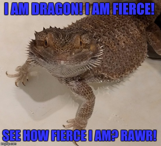 I AM DRAGON! I AM FIERCE! SEE HOW FIERCE I AM? RAWR! | image tagged in beardie | made w/ Imgflip meme maker