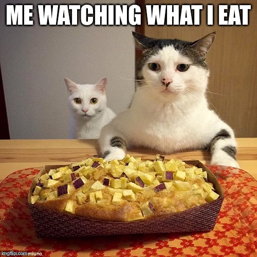 Watch your weight | ME WATCHING WHAT I EAT | image tagged in food,dieting,funny food,cats,weight loss | made w/ Imgflip meme maker