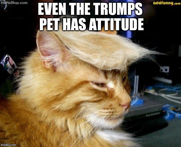 donald trump cat | EVEN THE TRUMPS PET HAS ATTITUDE | image tagged in donald trump cat | made w/ Imgflip meme maker