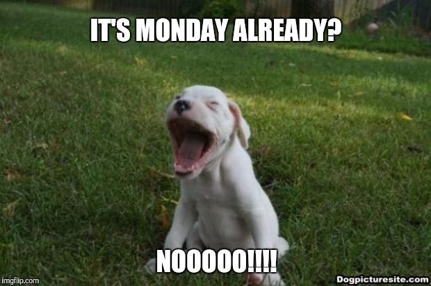screaming dog | IT'S MONDAY ALREADY? NOOOOO!!!! | image tagged in screaming dog | made w/ Imgflip meme maker
