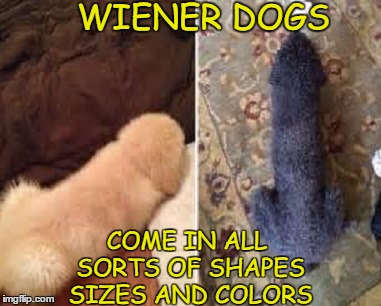 What has the groomer been up to?! | WIENER DOGS; COME IN ALL SORTS OF SHAPES SIZES AND COLORS | image tagged in dog week,wiener,dogs,memes,funny | made w/ Imgflip meme maker