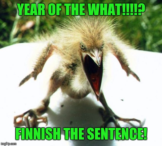 Unpleasant Bird | YEAR OF THE WHAT!!!!? FINNISH THE SENTENCE! | image tagged in unpleasant bird | made w/ Imgflip meme maker