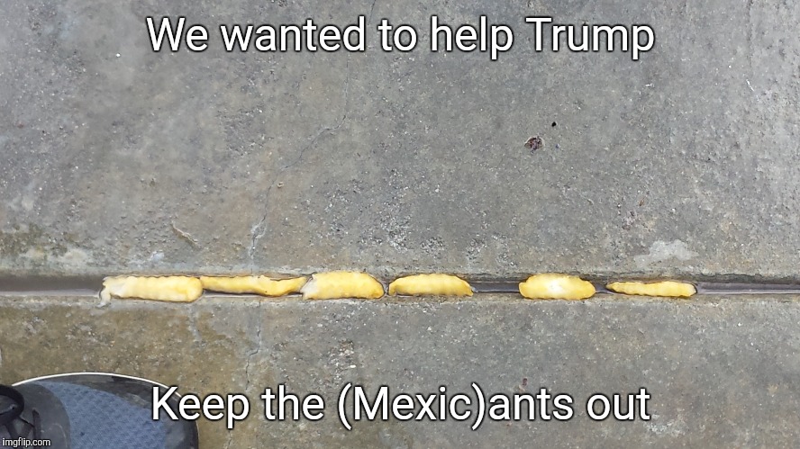 Keeping the (Mexic)ants out! | We wanted to help Trump; Keep the (Mexic)ants out | image tagged in mexicants,funny,trump,wall,build a wall | made w/ Imgflip meme maker