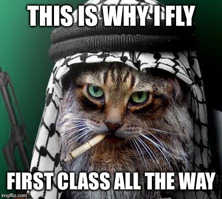 Sarcastic Terrorist Cat | THIS IS WHY I FLY FIRST CLASS ALL THE WAY | image tagged in sarcastic terrorist cat | made w/ Imgflip meme maker