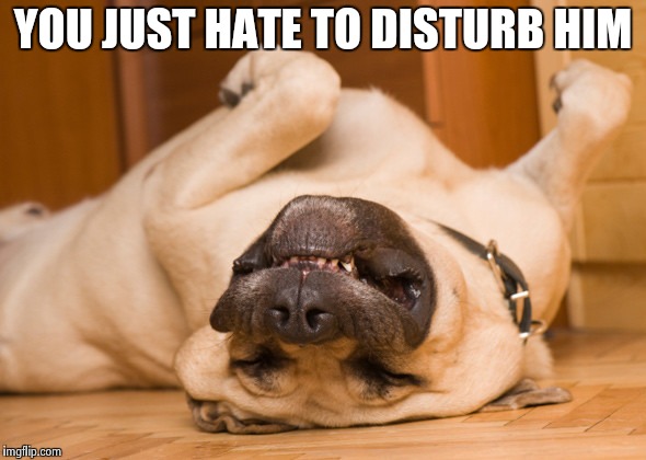 Sleeping dog | YOU JUST HATE TO DISTURB HIM | image tagged in sleeping dog | made w/ Imgflip meme maker