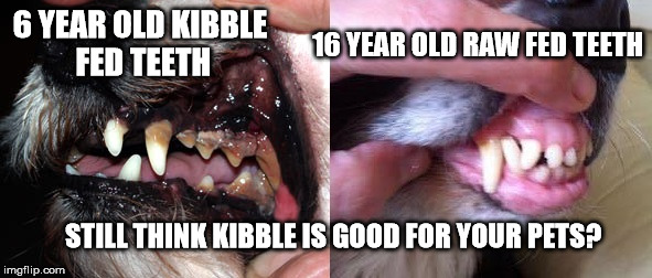Still think kibble is good for your pets?  Raw Fed Teeth | 6 YEAR OLD KIBBLE FED TEETH; 16 YEAR OLD RAW FED TEETH; STILL THINK KIBBLE IS GOOD FOR YOUR PETS? | image tagged in rawfeeding,kibbleteeth,pmr,rawfedteeth | made w/ Imgflip meme maker