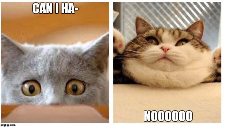 Cat Memes | CAN I HA-; NOOOOOO | image tagged in cat memes | made w/ Imgflip meme maker