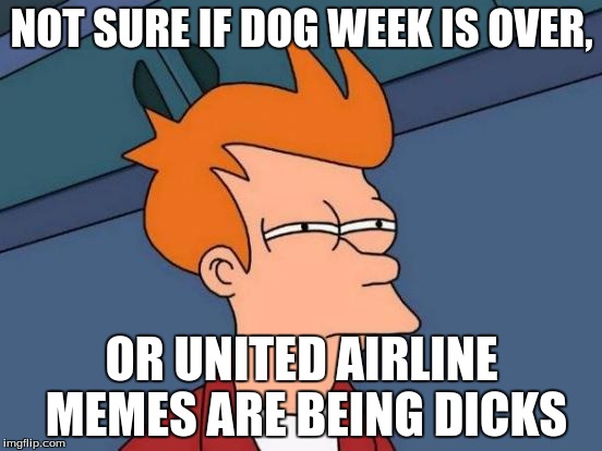 What Happened? | NOT SURE IF DOG WEEK IS OVER, OR UNITED AIRLINE MEMES ARE BEING DICKS | image tagged in memes,futurama fry,dog week,united airlines | made w/ Imgflip meme maker
