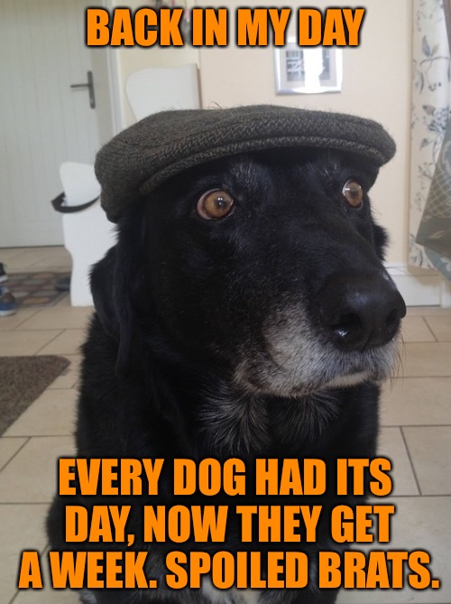 Every dog has its day - Dog Week - A tiger.leo Event | BACK IN MY DAY; EVERY DOG HAD ITS DAY, NOW THEY GET A WEEK. SPOILED BRATS. | image tagged in back in my day dog,tigerleo,dog week,animals,dogs,memes | made w/ Imgflip meme maker