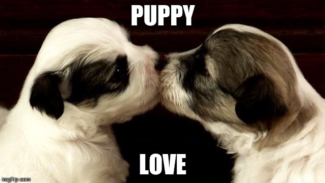 PUPPY; LOVE | made w/ Imgflip meme maker