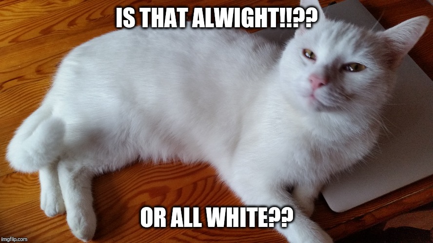 IS THAT ALWIGHT!!?? OR ALL WHITE?? | image tagged in grumpy cat,cute cat | made w/ Imgflip meme maker