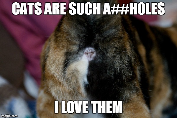 CATS ARE SUCH A##HOLES I LOVE THEM | made w/ Imgflip meme maker