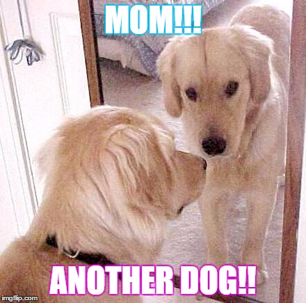 MOM!!! ANOTHER DOG!! | made w/ Imgflip meme maker