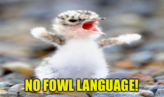 NO FOWL LANGUAGE! | made w/ Imgflip meme maker