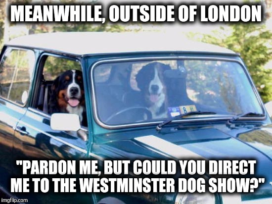 Getting an early start, because, directions. Dog Week, A Tiger.Leo event | MEANWHILE, OUTSIDE OF LONDON; "PARDON ME, BUT COULD YOU DIRECT ME TO THE WESTMINSTER DOG SHOW?" | image tagged in dog week,westminster,dog show | made w/ Imgflip meme maker