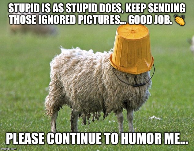 stupid sheep | STUPID IS AS STUPID DOES, KEEP SENDING THOSE IGNORED PICTURES... GOOD JOB. 👏; PLEASE CONTINUE TO HUMOR ME... | image tagged in stupid sheep | made w/ Imgflip meme maker