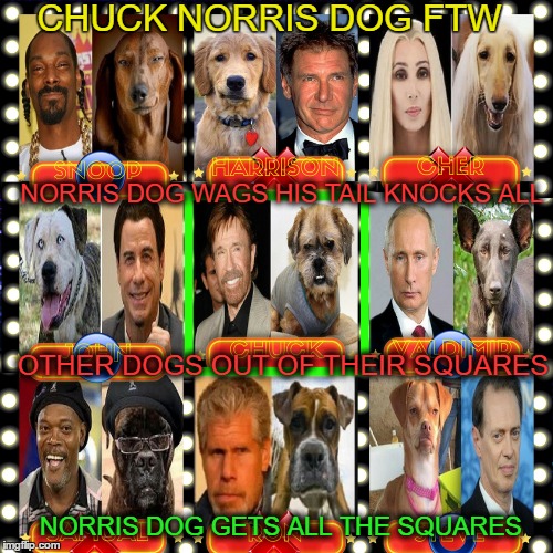 Celebrity dog look-alike week on hollywood squares  | CHUCK NORRIS DOG FTW; NORRIS DOG WAGS HIS TAIL KNOCKS ALL; OTHER DOGS OUT OF THEIR SQUARES; NORRIS DOG GETS ALL THE SQUARES | image tagged in dog week,chuck norris says,hollywood,memes,funny dog memes | made w/ Imgflip meme maker