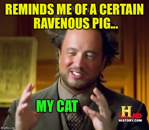 Ancient Aliens Meme | REMINDS ME OF A CERTAIN RAVENOUS PIG... MY CAT | image tagged in memes,ancient aliens | made w/ Imgflip meme maker