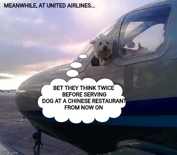 Guess who made the decision to bump Doa from the United flight. | MEANWHILE, AT UNITED AIRLINES... BET THEY THINK TWICE BEFORE SERVING DOG AT A CHINESE RESTAURANT FROM NOW ON | image tagged in dog week,united airlines | made w/ Imgflip meme maker