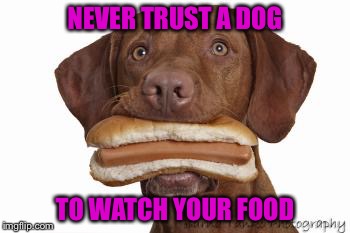 Dog eating hot dog | NEVER TRUST A DOG; TO WATCH YOUR FOOD | image tagged in dog eating hot dog | made w/ Imgflip meme maker