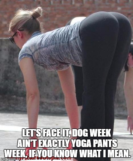 Caught red-handed in yoga pants | LET'S FACE IT, DOG WEEK AIN'T EXACTLY YOGA PANTS WEEK, IF YOU KNOW WHAT I MEAN. | image tagged in caught red-handed in yoga pants | made w/ Imgflip meme maker
