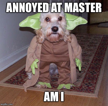 Yoda dog | ANNOYED AT MASTER; AM I | image tagged in dog week,yoda,memes | made w/ Imgflip meme maker