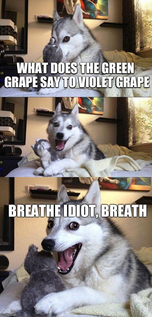 Bad Pun Dog Meme | WHAT DOES THE GREEN GRAPE SAY TO VIOLET GRAPE; BREATHE IDIOT, BREATH | image tagged in memes,bad pun dog | made w/ Imgflip meme maker
