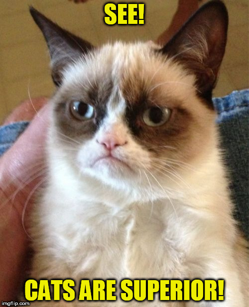 Grumpy Cat Meme | SEE! CATS ARE SUPERIOR! | image tagged in memes,grumpy cat | made w/ Imgflip meme maker