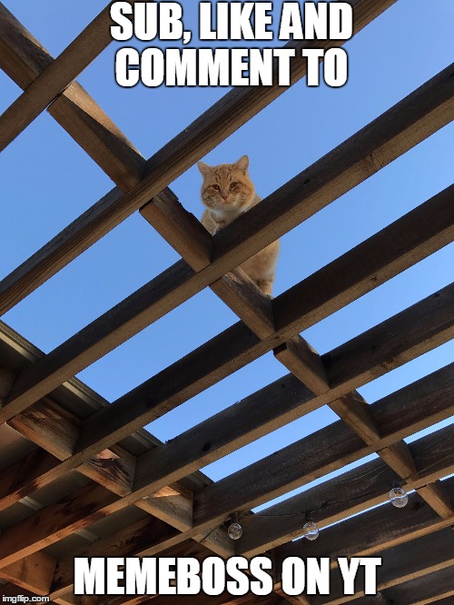 Savage cat | SUB, LIKE AND COMMENT TO; MEMEBOSS ON YT | image tagged in savage cat | made w/ Imgflip meme maker