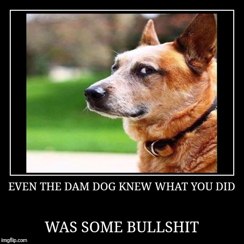 EVEN THE DAM DOG KNEW WHAT YOU DID - Imgflip