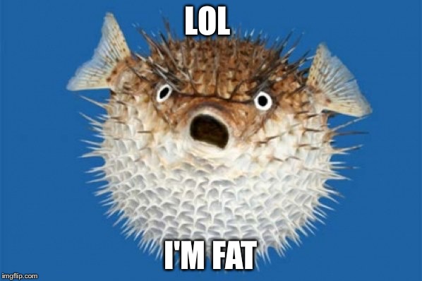 Puffer Fish | LOL; I'M FAT | image tagged in puffer fish | made w/ Imgflip meme maker