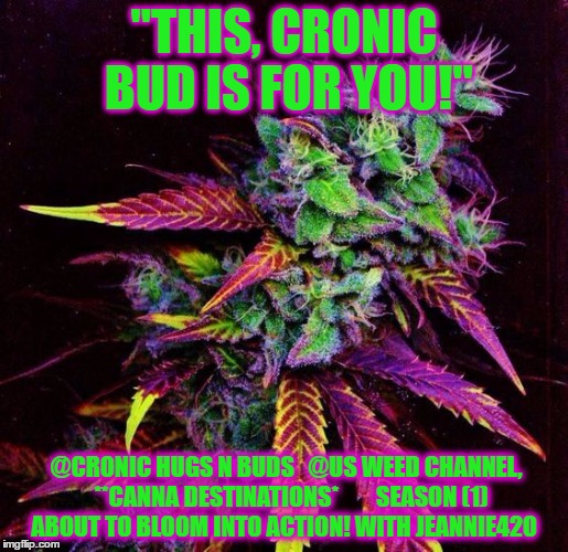 "CRONIC HUGS N BUDS" | "THIS, CRONIC BUD IS FOR YOU!"; @CRONIC HUGS N BUDS  
@US WEED CHANNEL,   
**CANNA DESTINATIONS*






 SEASON (1)
 ABOUT TO BLOOM INTO ACTION!
WITH JEANNIE420 | image tagged in cronic hugs n buds | made w/ Imgflip meme maker