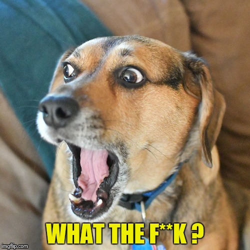 WHAT THE F**K ? | image tagged in shocked dog | made w/ Imgflip meme maker