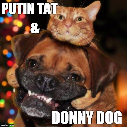 dogs an cats | PUTIN TAT; &; DONNY DOG | image tagged in dogs an cats | made w/ Imgflip meme maker