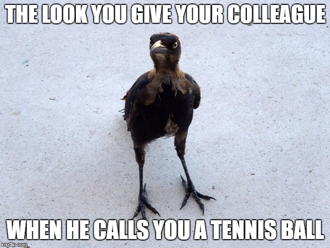 THE LOOK YOU GIVE YOUR COLLEAGUE; WHEN HE CALLS YOU A TENNIS BALL | image tagged in the look you give | made w/ Imgflip meme maker