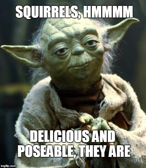 Star Wars Yoda Meme | SQUIRRELS, HMMMM DELICIOUS AND POSEABLE, THEY ARE | image tagged in memes,star wars yoda | made w/ Imgflip meme maker