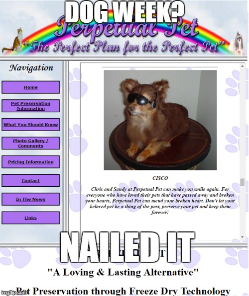 Dog Week ---> Nailed It | DOG WEEK? NAILED IT | image tagged in dog week,nailed it,dogs,memes,funny,dank memes | made w/ Imgflip meme maker