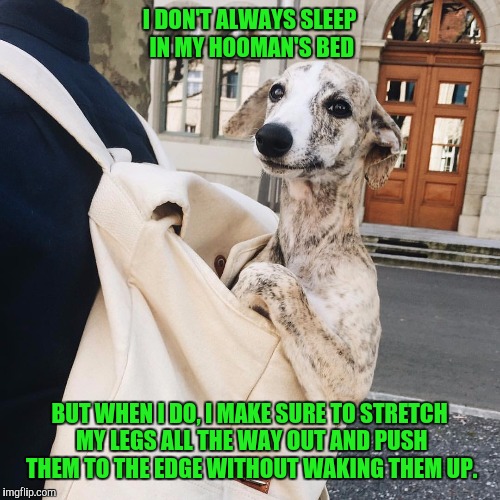 The most interesting whippet in the world | I DON'T ALWAYS SLEEP IN MY HOOMAN'S BED; BUT WHEN I DO, I MAKE SURE TO STRETCH MY LEGS ALL THE WAY OUT AND PUSH THEM TO THE EDGE WITHOUT WAKING THEM UP. | image tagged in whippet,cute dog | made w/ Imgflip meme maker