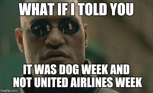 Matrix Morpheus Meme | WHAT IF I TOLD YOU; IT WAS DOG WEEK AND NOT UNITED AIRLINES WEEK | image tagged in memes,matrix morpheus,funny,dog week,united airlines | made w/ Imgflip meme maker