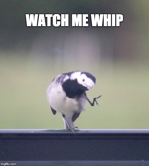 WATCH ME WHIP | image tagged in watch me whip,dancing bird | made w/ Imgflip meme maker