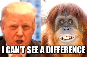 Donald trump is an orangutan | I CAN'T SEE A DIFFERENCE | image tagged in donald trump is an orangutan | made w/ Imgflip meme maker