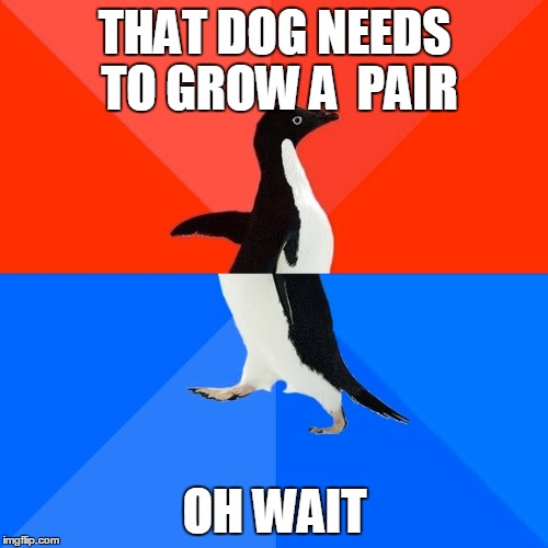 Socially Awesome Awkward Penguin Meme | THAT DOG NEEDS TO GROW A  PAIR OH WAIT | image tagged in memes,socially awesome awkward penguin | made w/ Imgflip meme maker