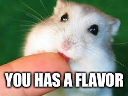 YOU HAS A FLAVOR | image tagged in hampster | made w/ Imgflip meme maker
